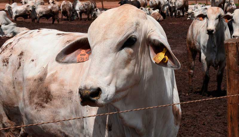 Castração de bovinos de corte respondemos as dúvidas mais comuns dos pecuaristas!